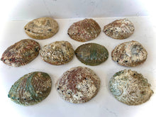 Load image into Gallery viewer, Abalone Shell Smudge Bowls