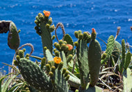 Baja Cactus Blossom