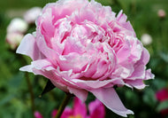 Midnight Peony